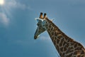 African giraffe close up