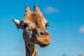African giraffe close up on sunny day Royalty Free Stock Photo