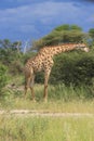 Giraffe eating green acacia leaves moremi game reserve botswana, africa Royalty Free Stock Photo