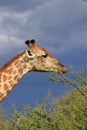 Giraffe eating green acacia leaves moremi game reserve botswana, africa Royalty Free Stock Photo