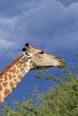 Giraffe eating green acacia leaves moremi game reserve botswana, africa Royalty Free Stock Photo