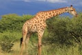 Giraffe eating green acacia leaves moremi game reserve botswana, africa Royalty Free Stock Photo