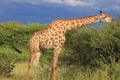 Giraffe eating green acacia leaves moremi game reserve botswana, africa Royalty Free Stock Photo