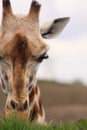 African giraffe eating Royalty Free Stock Photo