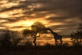 African giraffe eating in sunset