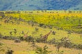 African giraffe feeding on Acacia whistling thorn at the rim of Ngorongoro Crater, Arusha, Tanzania, Africa