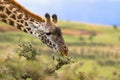 African giraffe feeding on Acacia whistling thorn at the rim of Ngorongoro Crater, Tanzania, Africa Royalty Free Stock Photo