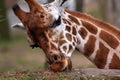 African giraffe feeding