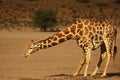 African giraffe Giraffa camelopardalis giraffa making a bow to drink from waterhole on the Kalahari desert Royalty Free Stock Photo