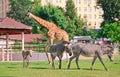 African giraffe Giraffa camelopardalis and grevy`s Zebra Equus grevyi in the zoo