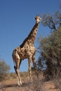 A African giraffe Giraffa camelopardalis giraffa staying in the dry bush close to the dry tree Royalty Free Stock Photo
