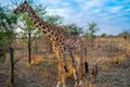 African giraffe in the golden grass eating tree for breakfast in Serengeti national park. Tanzania. Royalty Free Stock Photo