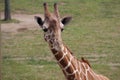 African Giraffe