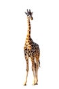 African giraffe isolated on white background. Wild animal