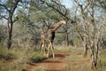 African Giraffe Kruger National Park