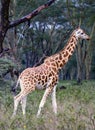 African giraffe in the meadows of the savanna on a rainy day Royalty Free Stock Photo