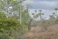 African Giraffe on middle of vegetation Royalty Free Stock Photo