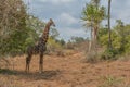 African Giraffe on middle of vegetation Royalty Free Stock Photo