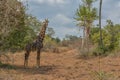 African Giraffe on middle of vegetation Royalty Free Stock Photo