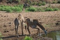 African Giraffe