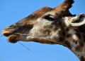 An African giraffe playing with a stick