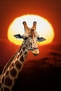 African giraffe portrait at beautiful orange sunset in the National park of Kenya Royalty Free Stock Photo