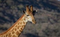 African Giraffe