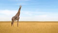 African giraffe standind alone in savanna in Maasai Mara National Researve Kenya Royalty Free Stock Photo