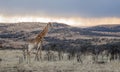 African Giraffe Sunset Sunrise