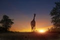 African giraffe walking in sunset