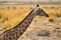 African giraffe in the wild, Zimbabwe, Africa