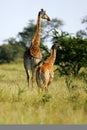 African Giraffes Royalty Free Stock Photo