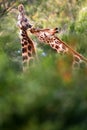 African Giraffes