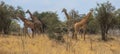African giraffes graze in the savannah. Wildlife Africa.