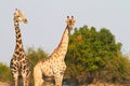 African Giraffes