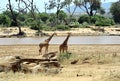 African Giraffes Royalty Free Stock Photo