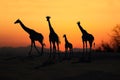 African Giraffes silhouetted at sunset on open plains