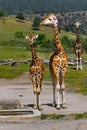 African Giraffes