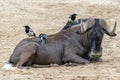 African gnu with birds looking at you Royalty Free Stock Photo