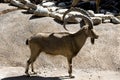 African Goat Royalty Free Stock Photo