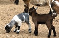 African goat family