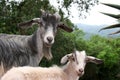 African goats