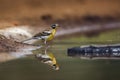 African Golden breasted Bunting in Kruger National park, South Africa