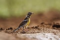 African Golden breasted Bunting in Kruger National park, South Africa Royalty Free Stock Photo