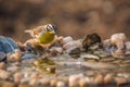 African Golden breasted Bunting in Kruger National park, South Africa Royalty Free Stock Photo