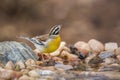 African Golden breasted Bunting in Kruger National park, South Africa Royalty Free Stock Photo