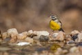 African Golden breasted Bunting in Kruger National park, South Africa Royalty Free Stock Photo