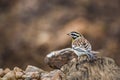 African Golden breasted Bunting in Kruger National park, South Africa Royalty Free Stock Photo