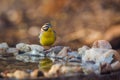 African Golden breasted Bunting in Kruger National park, South Africa Royalty Free Stock Photo