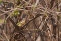 Golden-breasted Bunting Royalty Free Stock Photo